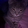 cat, feline, pet, animal, tabby, striped, paw, blanket, pink, indoor, cute, relaxed, sleepy, fur, whiskers, ears, closeup, resting, dark, cozy