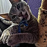 Oakley joined the competition — help win amazing prizes! cat, kitten, gray_cat, tabby, playful, toy, scratching_post, claw, paw, fur, whiskers, indoor, purple_wall, window, curtain, closeup, pet, animal, cute, mischievous