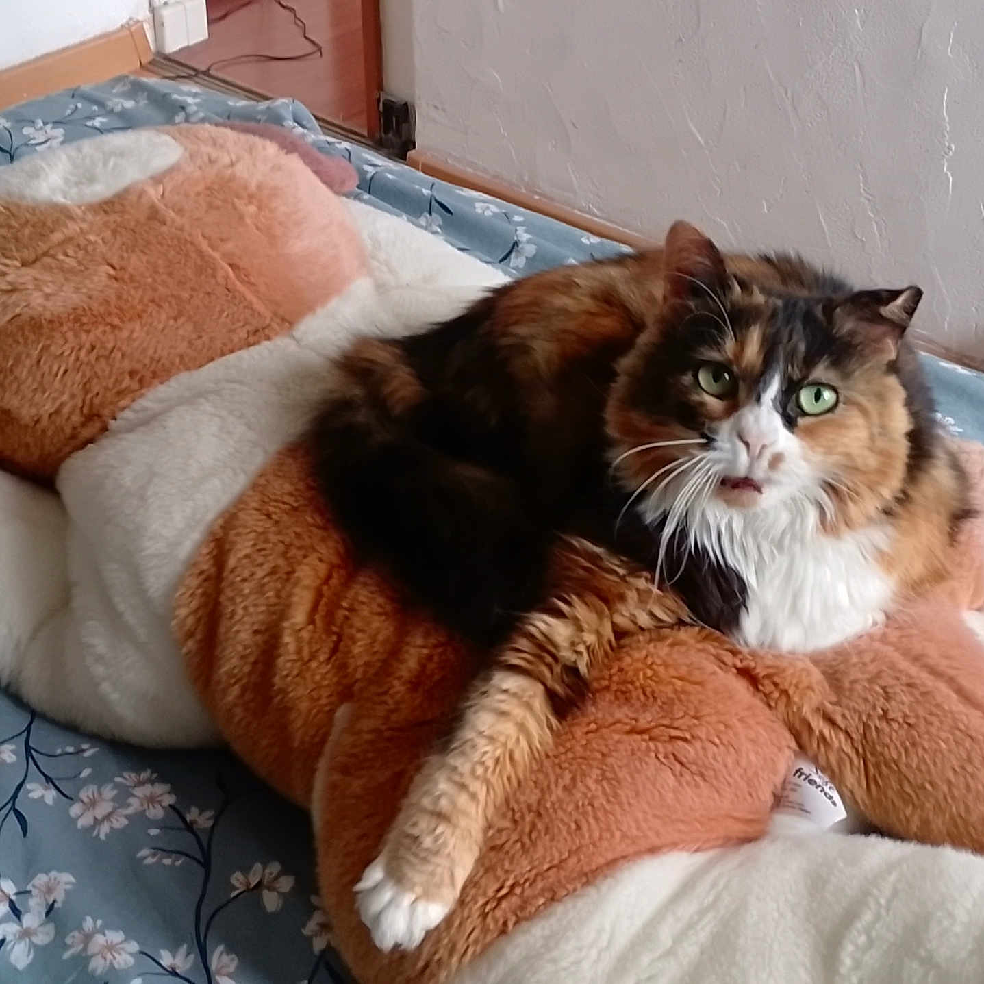 Bella participe au concours pour gagner de l'argent avec cette photo : animal, bed, bedspread, calico_cat, cat, cozy, curious, floral_pattern, fur, furniture, green_eyes, indoor, paw, pet, plush_toy, resting, soft, stuffed_animal, toy, whiskers