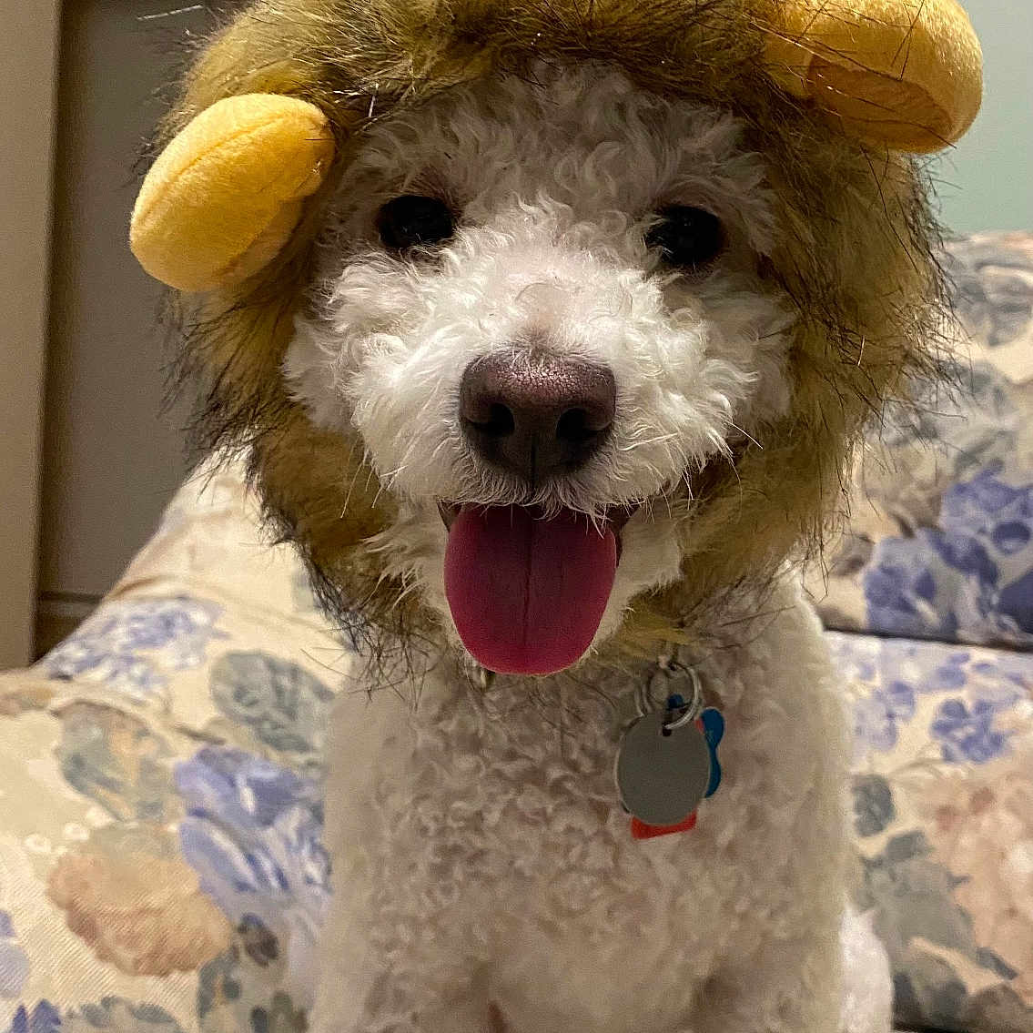 Teddy is registered to the contest to win money with this photo: animal, ball, bodypart, canine, couch, cushion, dog, furniture, homedecor, indoors, mouth, person, pet, poodle, puppy, sport, tennis, tennisball, terrier, whitedog