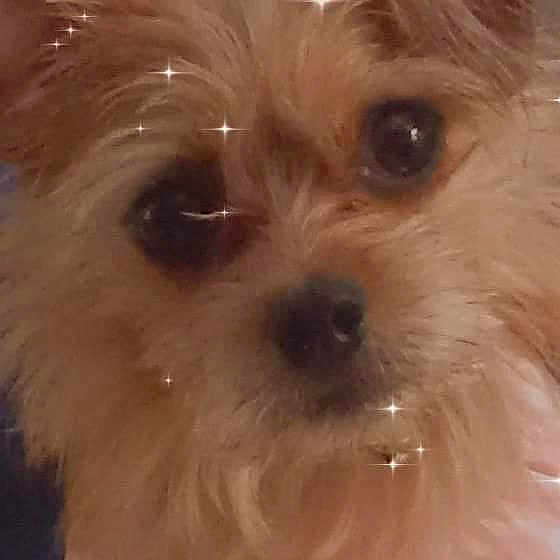 Cocochanel is registered to the contest to win money with this photo: biewer_terrier, canidae, carnivore, close_up, companion_dog, dog, dog_breed, eye, fur, liver, maltepoo, poodle_crossbreed, puppy_love, small_terrier, snout, sporting_group, terrier, toy_dog, working_animal, yorkipoo