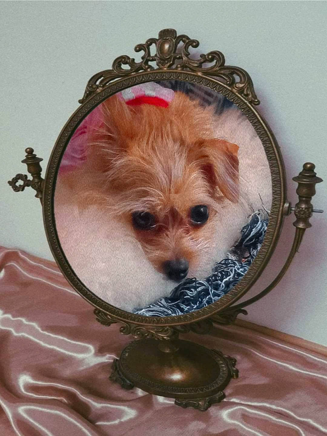 Cocochanel is registered to the contest to win money with this photo: canidae, carnivore, companion_dog, dog, dog_breed, dog_clothes, dog_supply, fashion_accessory, fawn, fur, liver, picture_frame, pink, serveware, snout, sporting_group, toy, toy_dog, whiskers, working_animal
