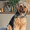 dog, pet, small_dog, fluffy, long_hair, brown_fur, black_fur, sitting, portrait, indoors, home, roses, flowers, vase, shelf, diffuser, furniture, couch, cute, animal