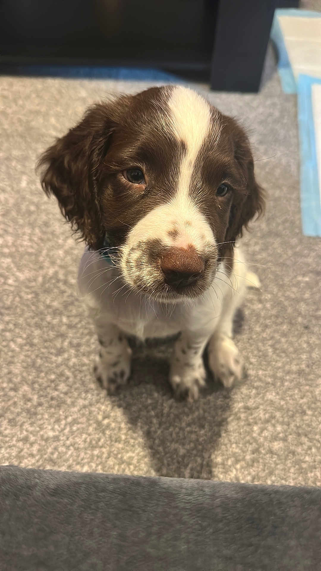Stanley