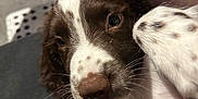 Stanley joined the competition — help win amazing prizes! puppy, dog, brown_and_white, close_up, speckled_fur, pet, cute, indoor, lying_down, looking_at_camera, young_dog, animal, whiskers, soft_fur, relaxed, domestic, canine, friendly, portrait, cozy