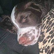 Stanley joined the competition — help win amazing prizes! dog, sleeping, brown, white, close_up, resting, nose, fur, animal, pet, cozy, soft, leopard_print, fabric, black, relaxing, cute, portrait, indoor, peaceful