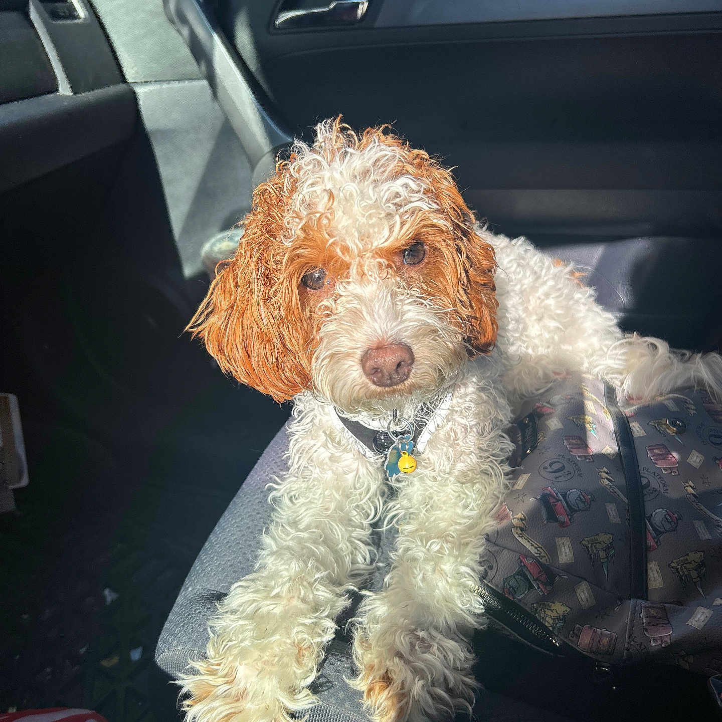 Draco joined the competition — help win amazing prizes! dog, curly_fur, white_fur, brown_fur, pet, car_interior, sunlight, seat, bag, relaxed, animal, companion, domestic_animal, curious, window_light, leash, collar, resting, indoor, vehicle