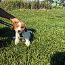 Draco is registered to the contest to win money with this photo: puppy, dog, grass, outdoor, hand, pet, sunlight, blue_sky, tree, bush, leash, nature, animal, cute, young_dog, field, summer, portrait, small_dog, playful