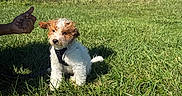 Draco joined the competition — help win amazing prizes! puppy, dog, grass, outdoor, sunny, blue_sky, tree, bush, person, hand, leash, harness, nature, field, pet, animal, playful, summer, greenery, walking