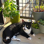 Luca joined the competition — help win amazing prizes! cat, black_and_white, plant, potted_plant, balcony, sunlight, greenery, relaxed, pet, animal, indoor_plant, leaf, nature, domestic_cat, fur, whiskers, window, flooring, curious, resting