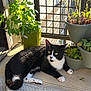 cat, black_and_white, plant, potted_plant, balcony, sunlight, greenery, relaxed, pet, animal, indoor_plant, leaf, nature, domestic_cat, fur, whiskers, window, flooring, curious, resting