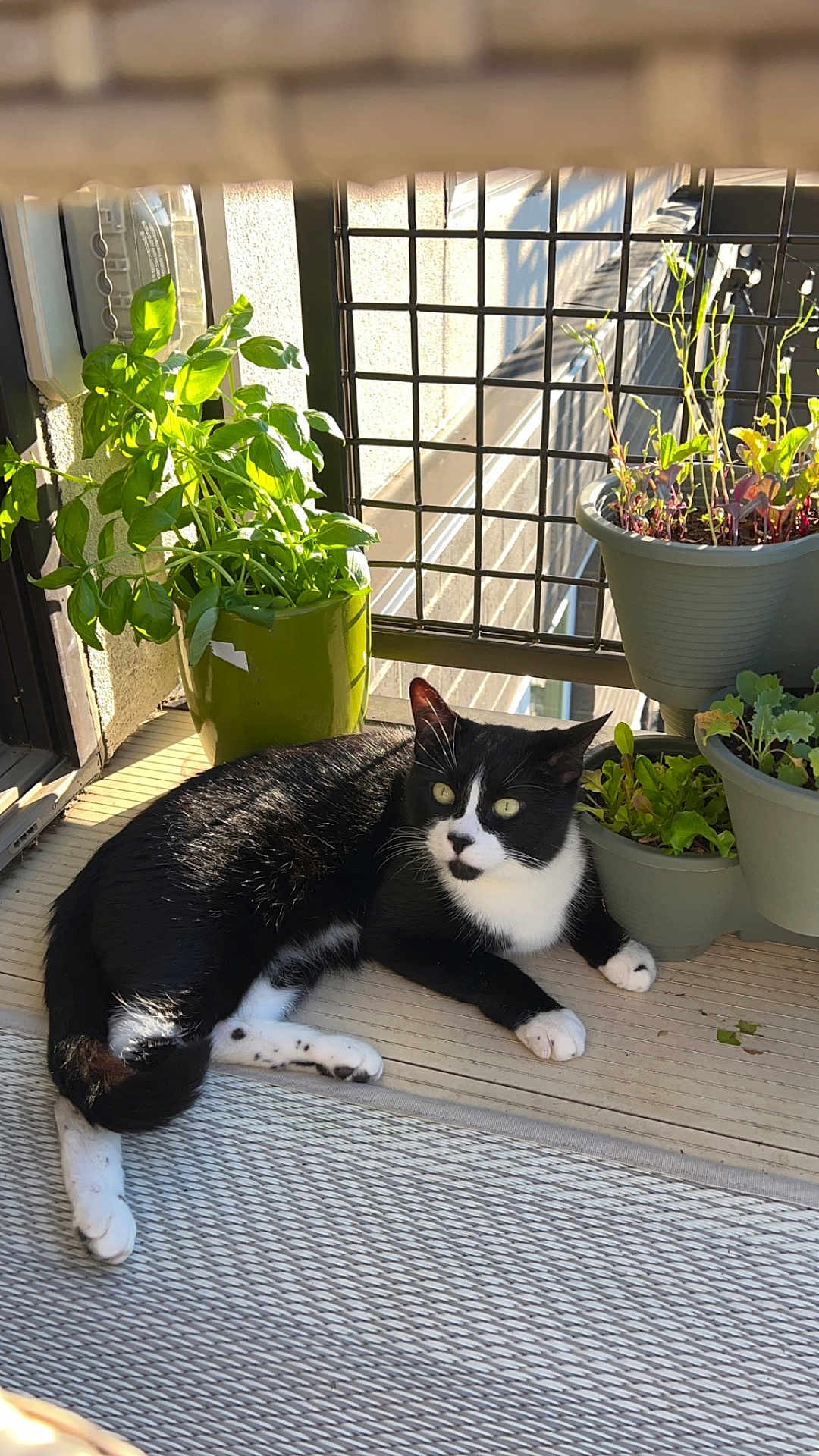 Luca