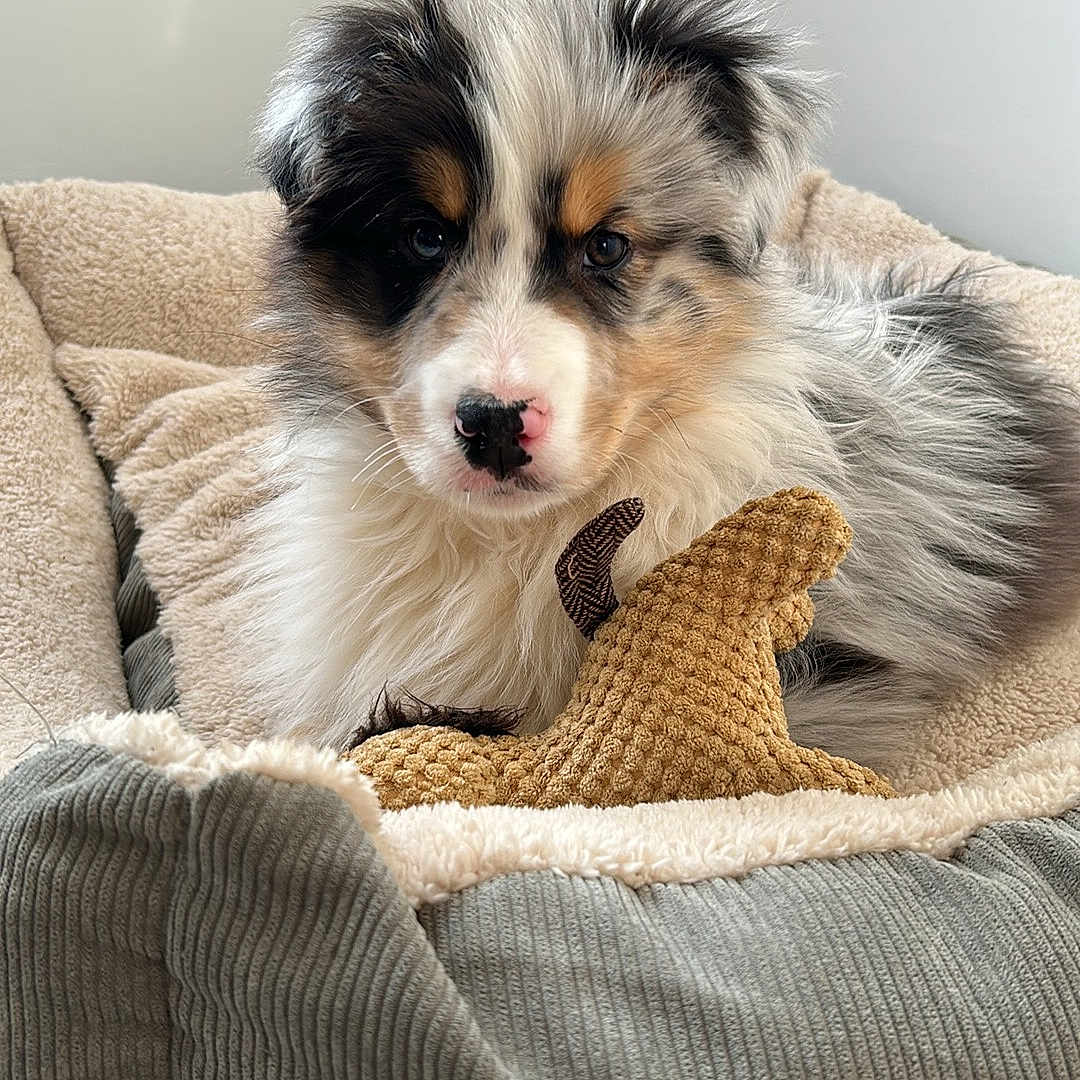 Baloo participe au concours pour gagner de l'argent avec cette photo : animal, blanket, canine, cat, cockerspaniel, collie, couch, cushion, dog, dogbed, eskimodog, furniture, homedecor, hound, husky, papillon, person, pet, puppy, sleeping