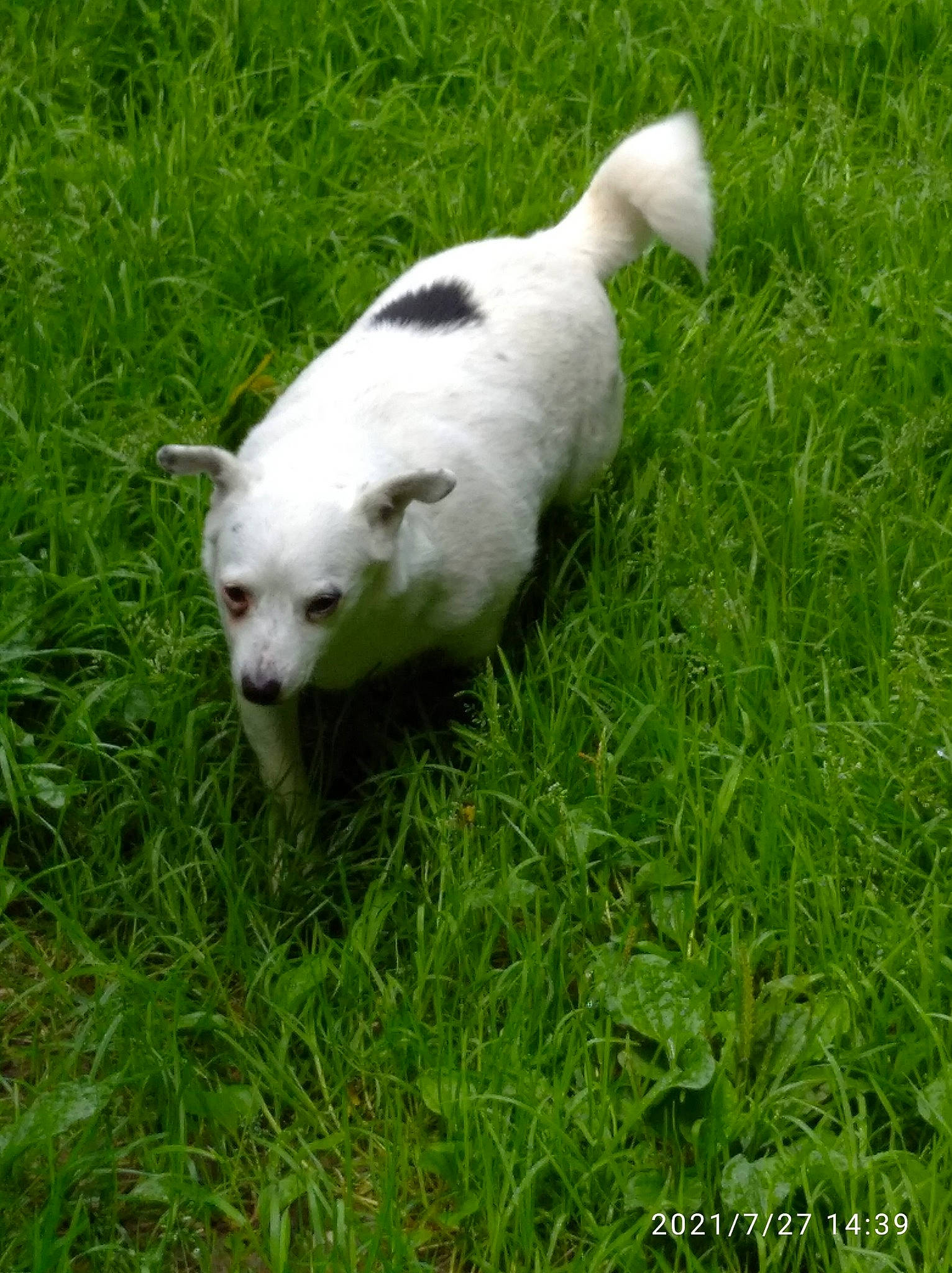 Nina a rejoint le concours — aidez-le/la à gagner de superbes lots ! canidae, carnivore, companion_dog, dog_breed, felidae, grass, grass_family, grassland, grazing, groundcover, pasture, paw, plant, snout, sporting_group, tail, terrestrial_animal, whiskers, wildlife