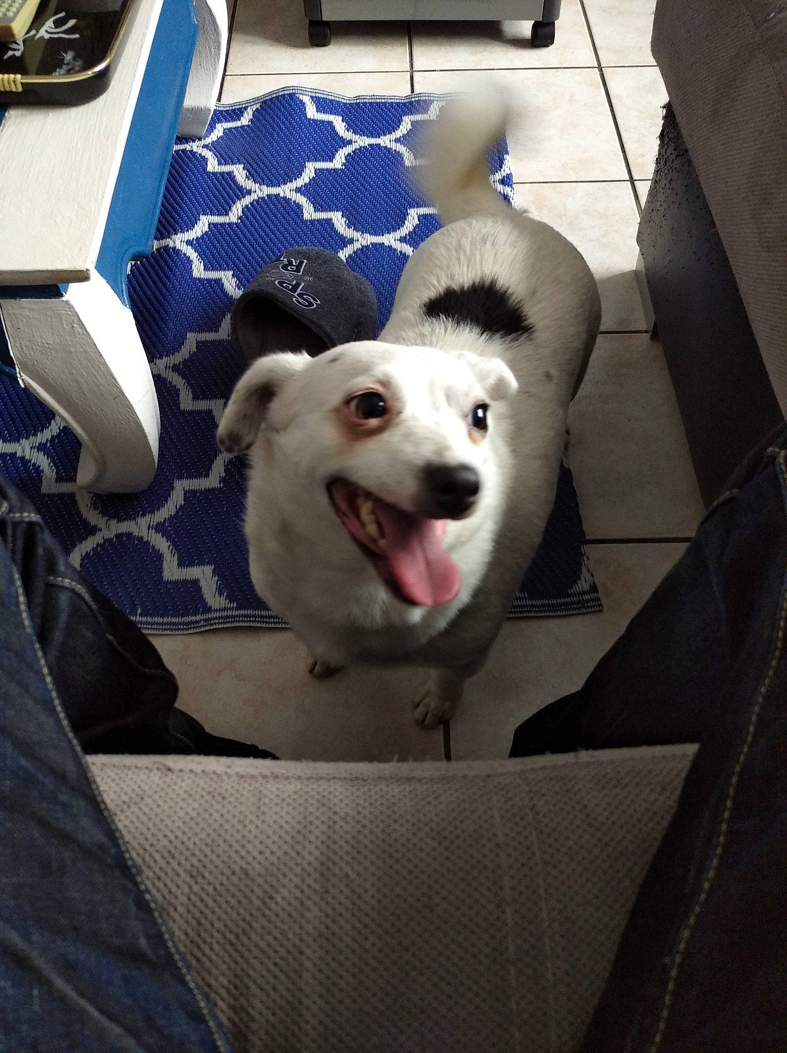 Nina a rejoint le concours — aidez-le/la à gagner de superbes lots ! canidae, carnivore, companion_dog, dog, dog_breed, dog_supply, electric_blue, fang, fun, fur, jaw, non_sporting_group, sled_dog, smile, snout, sporting_group, whiskers, working_animal, working_dog