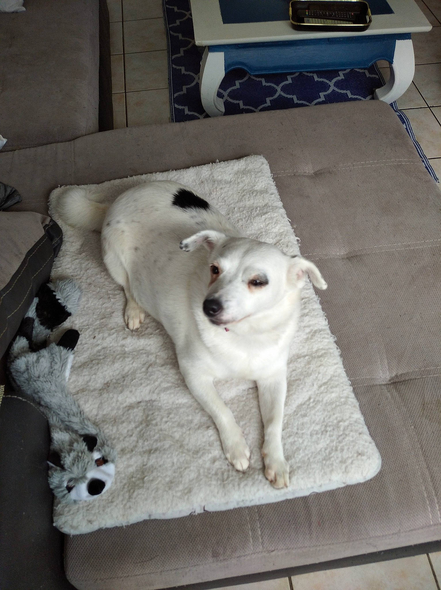 Nina a rejoint le concours — aidez-le/la à gagner de superbes lots ! canidae, carnivore, companion_dog, computer_keyboard, dog, dog_breed, fawn, floor, flooring, gas, grey, kitchen_appliance, output_device, paw, road_surface, sidewalk, snout, sporting_group, whiskers, working_animal