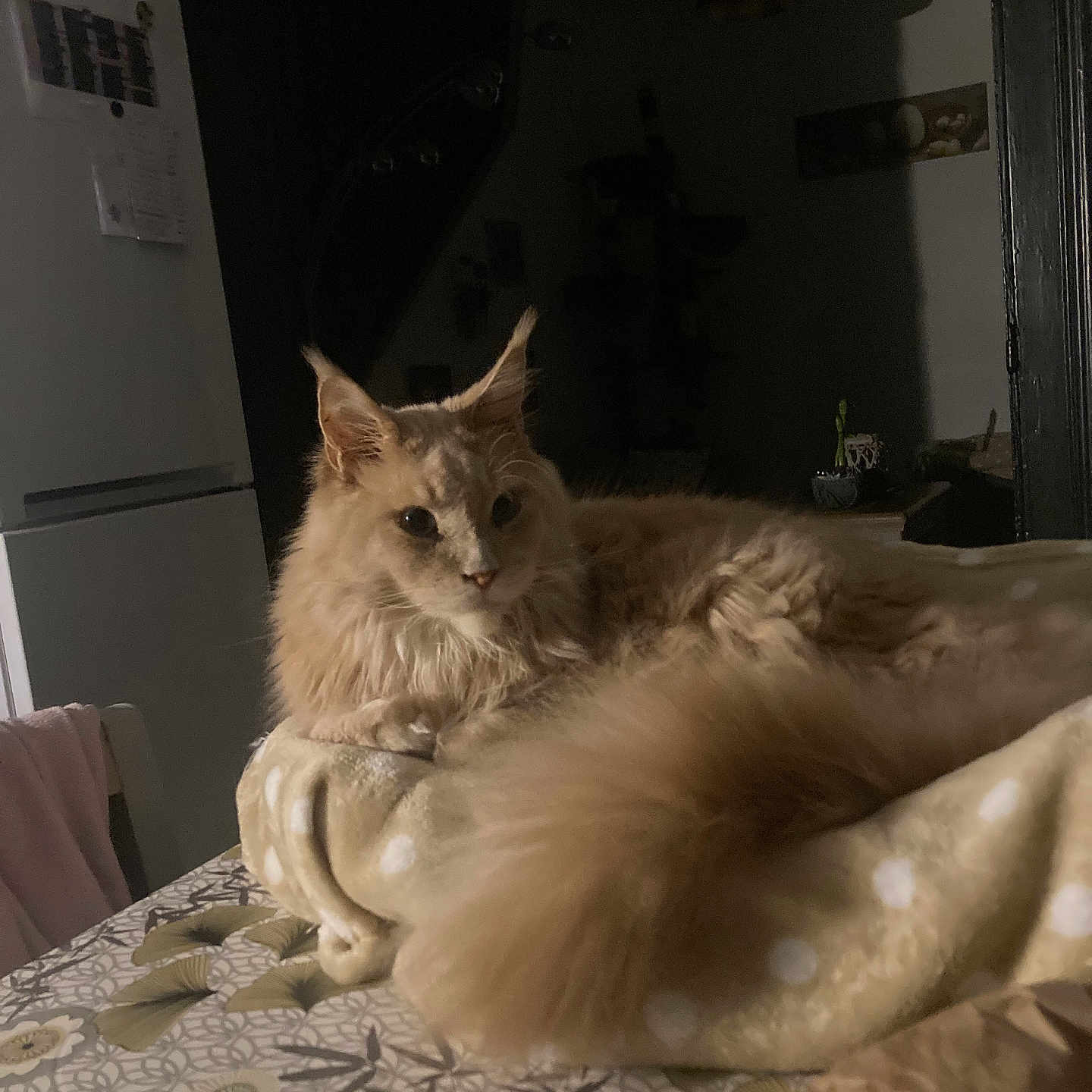 Topaze a rejoint le concours — aidez-le/la à gagner de superbes lots ! abyssinian, angora, animal, bed, bedroom, cat, computer, couch, electronics, furniture, homedecor, indoors, kitten, linen, manx, pet, plant, room, siamese, wood