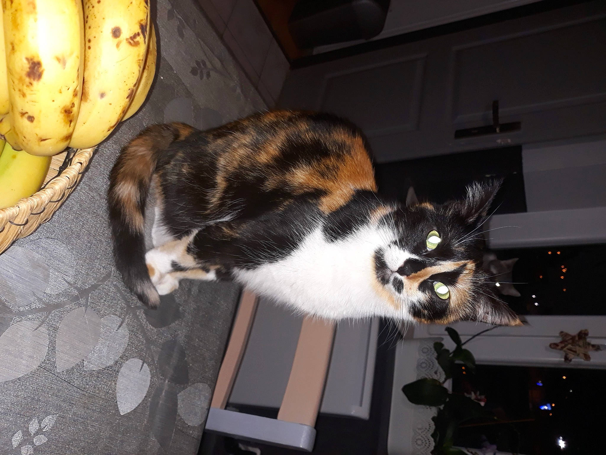 Zoé a rejoint le concours — aidez-le/la à gagner de superbes lots ! banana, banana_family, carnivore, cat, comfort, cooking_plantain, domestic_short_haired_cat, felidae, food, fruit, fur, matoke, natural_foods, room, saba_banana, small_to_medium_sized_cats, tail, whiskers, wood, zingiberales