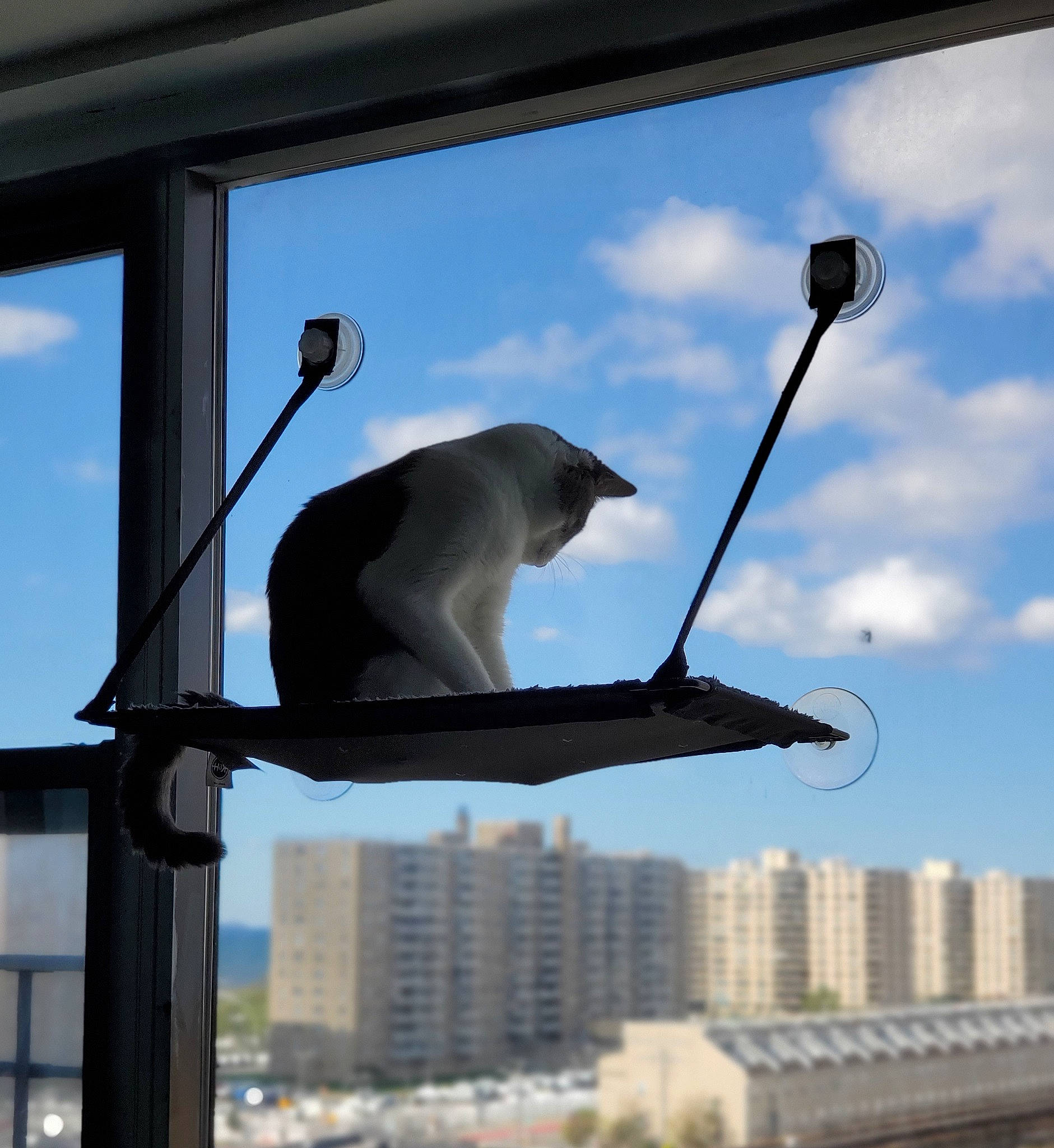 Gio joined the competition — help win amazing prizes! architecture, cat, macaque, primate, sky, street_light, tail