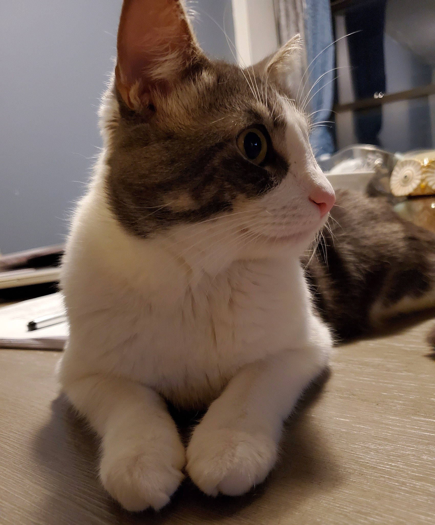 Gio joined the competition — help win amazing prizes! aegean_cat, american_wirehair, asian, carnivore, cat, domestic_short_haired_cat, european_shorthair, eye, fawn, felidae, fur, japanese_bobtail, kitten, mammal, paw, polydactyl_cat, small_to_medium_sized_cats, snout, vertebrate, whiskers