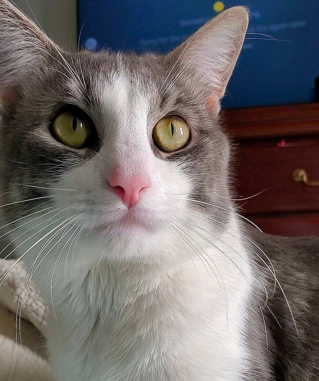 Gio joined the competition — help win amazing prizes! aegean_cat, american_wirehair, asian, burmilla, carnivore, cat, close_up, domestic_short_haired_cat, european_shorthair, eye, felidae, fur, kitten, mammal, nose, small_to_medium_sized_cats, snout, tabby_cat, vertebrate, whiskers