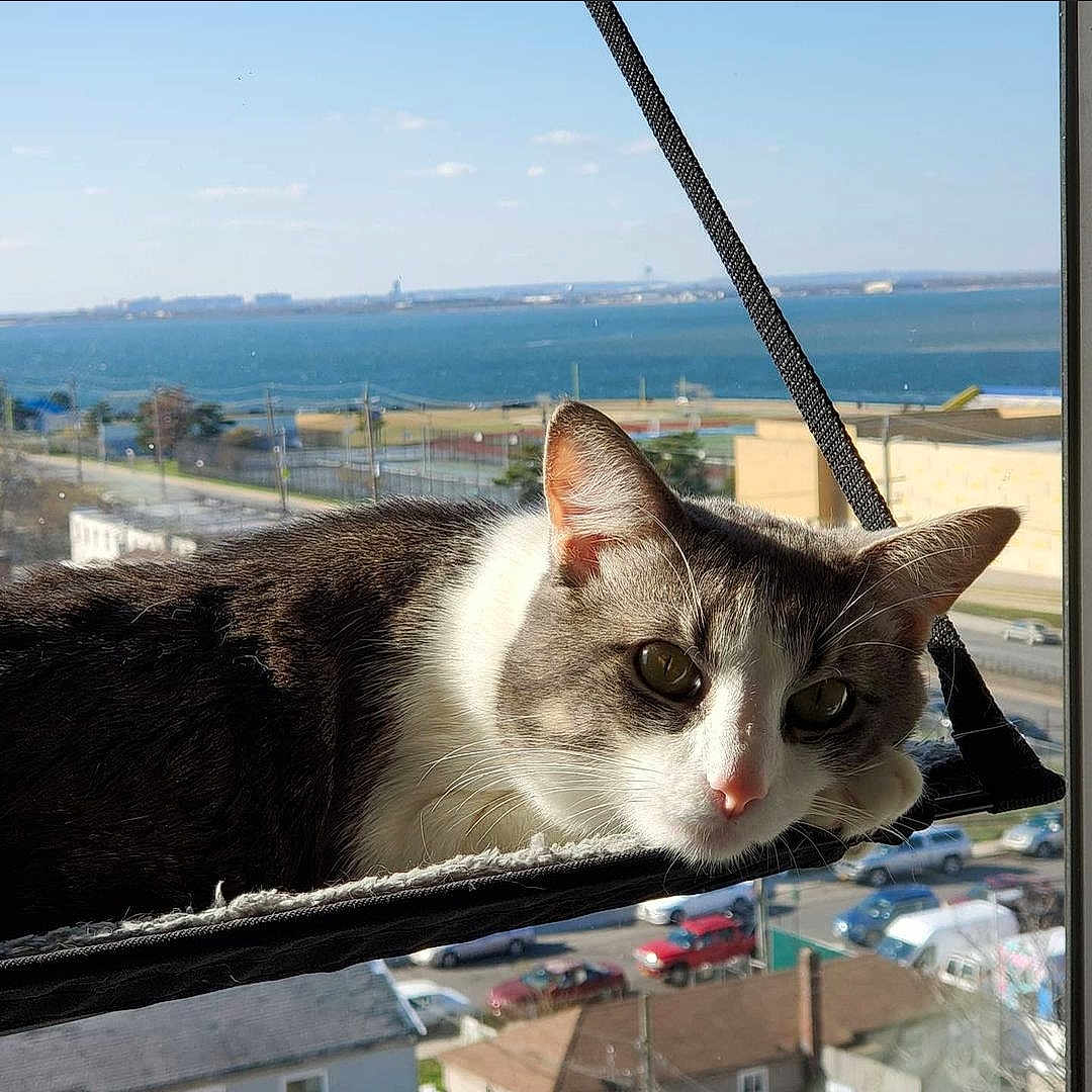 Gio is registered to the contest to win money with this photo: azure, carnivore, cat, cloud, domestic_short_haired_cat, felidae, horizon, lake, line, metal, paw, roof, sky, small_to_medium_sized_cats, snout, tail, water, whiskers, window, wood