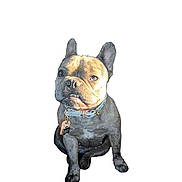 Cookie joined the competition — help win amazing prizes! alert, animal, canine, collar, companion, cute, dog, domestic_animal, ears, french_bulldog, friendly, fur, isolated, looking, pet, portrait, sitting, small_dog, underbite, white_background