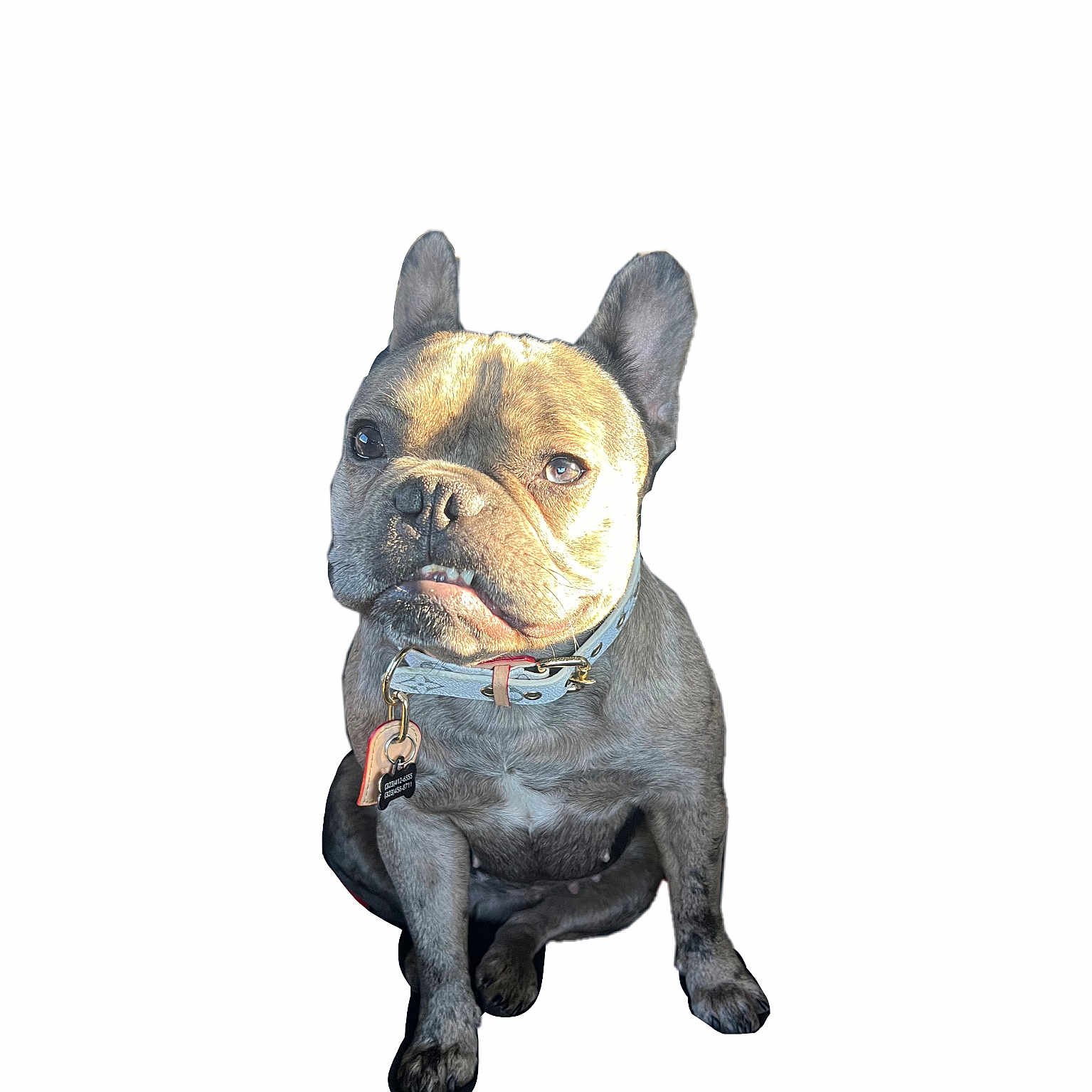 Cookie joined the competition — help win amazing prizes! alert, animal, canine, collar, companion, cute, dog, domestic_animal, ears, french_bulldog, friendly, fur, isolated, looking, pet, portrait, sitting, small_dog, underbite, white_background