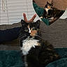Smore joined the competition — help win amazing prizes! cat, calico_cat, pet, animal, fur, whiskers, blanket, couch, hand, bunny_ears, heart_shape, window_blinds, indoor, relaxing, cute, fluffy, portrait, feline, cozy, love