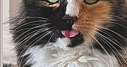 Smore joined the competition — help win amazing prizes! cat, calico_cat, fluffy, green_eyes, tongue_out, whiskers, close_up, pet, animal, feline, cute, fur, portrait, indoor, muzzle, face, playful, domestic_cat, looking_at_camera, soft_light