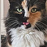 animal, calico_cat, cat, close_up, cute, domestic_cat, face, feline, fluffy, fur, green_eyes, indoor, looking_at_camera, muzzle, pet, playful, portrait, soft_light, tongue_out, whiskers