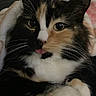 cat, calico, close_up, tongue_out, whiskers, feline, pet, animal, cozy, blanket, fur, cute, playful, indoor, face, paws, expression, resting, soft, domestic_cat