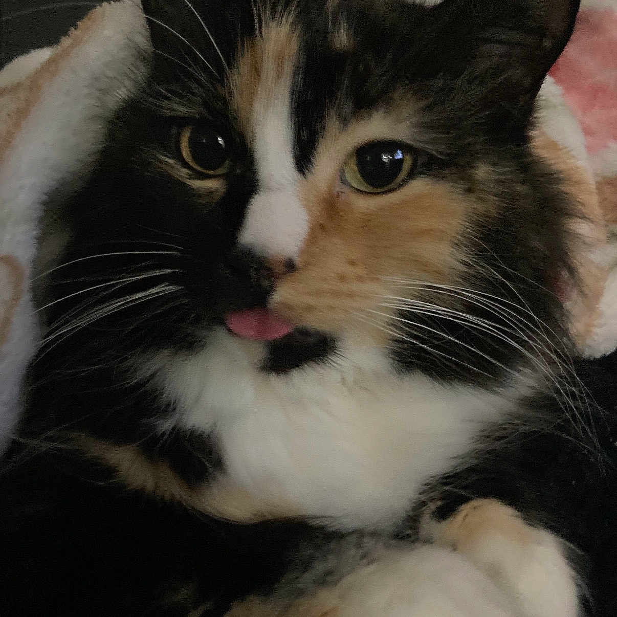 Smore