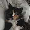 Smore is registered to the contest to win money with this photo: cat, calico, fluffy, fur, green_eyes, whiskers, pet, animal, cozy, blanket, indoor, relaxed, close_up, sleepy, cute, soft, resting, feline, portrait, domestic_cat