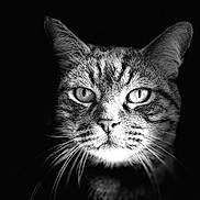 Yop a rejoint le concours — aidez-le/la à gagner de superbes lots ! cat, close_up, black_and_white, portrait, whiskers, intense_eyes, animal, feline, dark_background, detailed_fur, noir_style, texture, face, muzzle, ears, pets, monochrome, sharp_focus, wildlife, animal_portrait