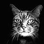 cat, close_up, black_and_white, portrait, whiskers, intense_eyes, animal, feline, dark_background, detailed_fur, noir_style, texture, face, muzzle, ears, pets, monochrome, sharp_focus, wildlife, animal_portrait