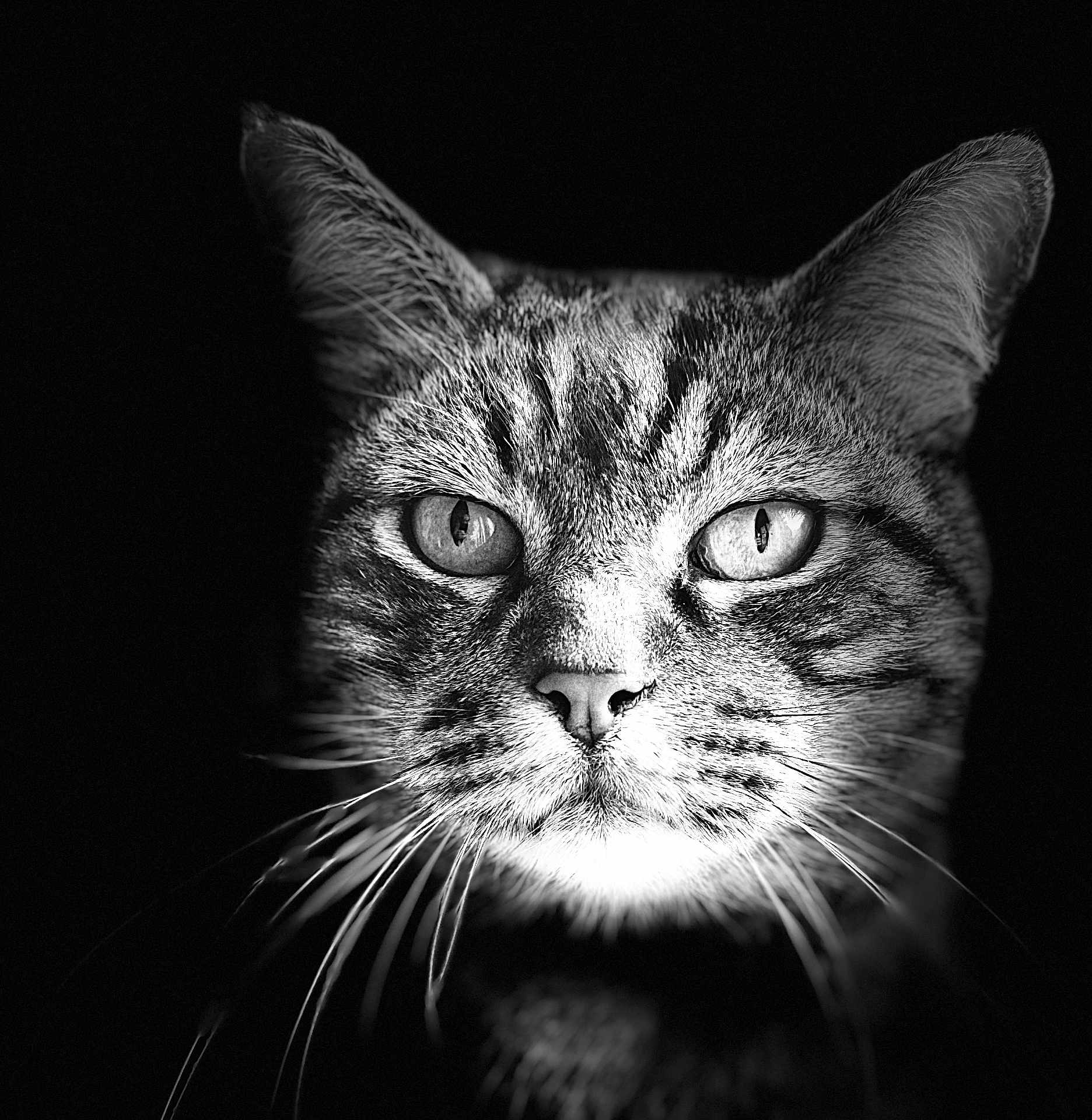 Yop a rejoint le concours — aidez-le/la à gagner de superbes lots ! cat, close_up, black_and_white, portrait, whiskers, intense_eyes, animal, feline, dark_background, detailed_fur, noir_style, texture, face, muzzle, ears, pets, monochrome, sharp_focus, wildlife, animal_portrait