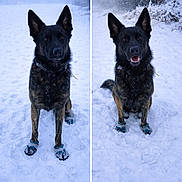 Utopy participe au concours pour gagner de l'argent avec cette photo : dog, black_dog, blue_booties, snow, winter, outdoor, canine, pet, animal, forest, cold, frost, nature, portrait, sitting, standing, happy, playful, ears_up, winter_clothing