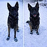 animal, black_dog, blue_booties, canine, cold, dog, ears_up, forest, frost, happy, nature, outdoor, pet, playful, portrait, sitting, snow, standing, winter, winter_clothing