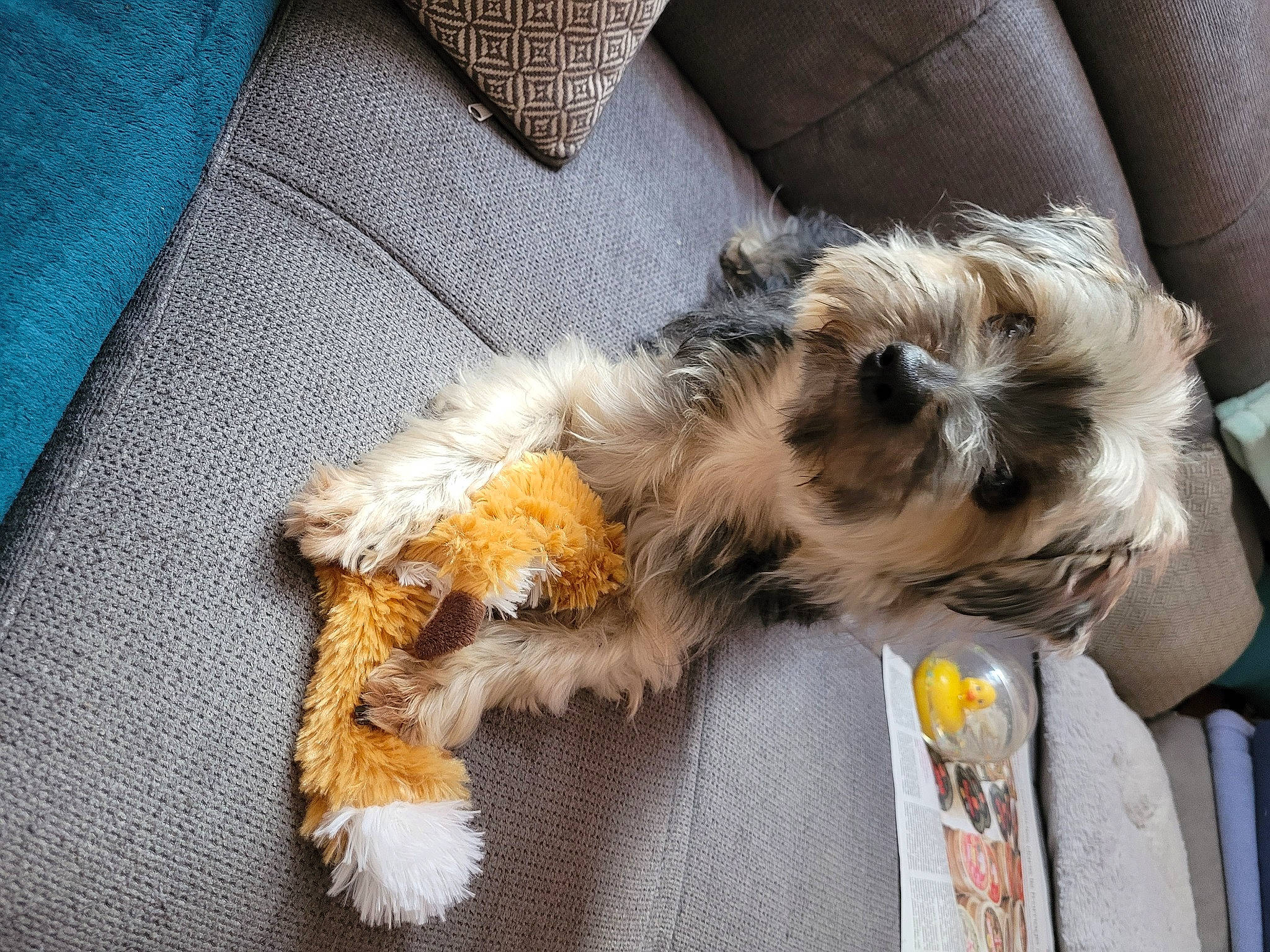 Ilky participe au concours pour gagner de l'argent avec cette photo : biewer_terrier, canidae, carnivore, comfort, companion_dog, dog, dog_breed, fawn, fur, mal_shi, maltepoo, poodle_crossbreed, puppy, small_terrier, snout, sporting_group, tail, terrier, toy_dog, working_animal