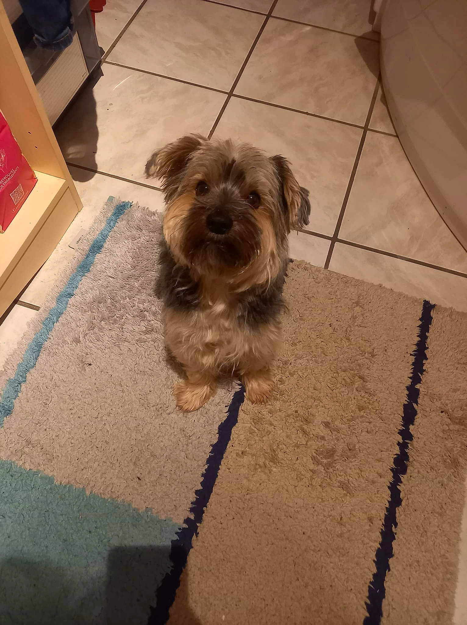 Ilky a rejoint le concours — aidez-le/la à gagner de superbes lots ! box, carnivore, companion_dog, dog, dog_breed, fawn, floor, flooring, fur, hardwood, liver, pet_supply, road_surface, small_terrier, snout, sporting_group, terrier, tile_flooring, toy_dog, working_animal