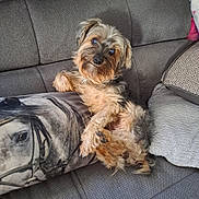 Ilky participe au concours pour gagner de l'argent avec cette photo : animal, companion, couch, cozy, curious, cute, dog, fur, furniture, head_tilt, home, horse_print, indoor, pet, pillow, portrait, relaxed, sitting, small_dog, soft_texture