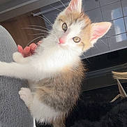 Mistinguette participe au concours pour gagner de l'argent avec cette photo : animal, cat, claw, cozy, curious, cute, feline, fur, home, indoor, kitten, leg, light, person, pet, playful, shadow, soft, whiskers, young