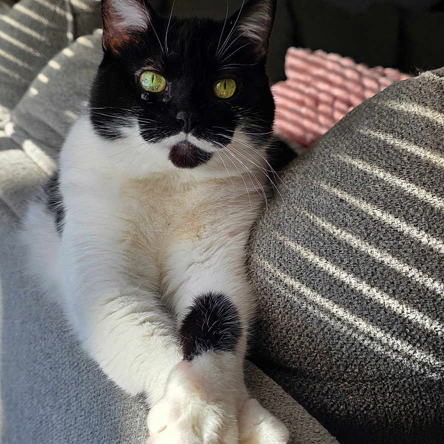 Loverbug joined the competition — help win amazing prizes! cat, close_up, couch, cozy, cushion, ears, fur, furniture, green_eyes, indoor, knit_blanket, looking_at_camera, paws, pet, portrait, relaxing, shadow, sunlight, tuxedo_cat, whiskers