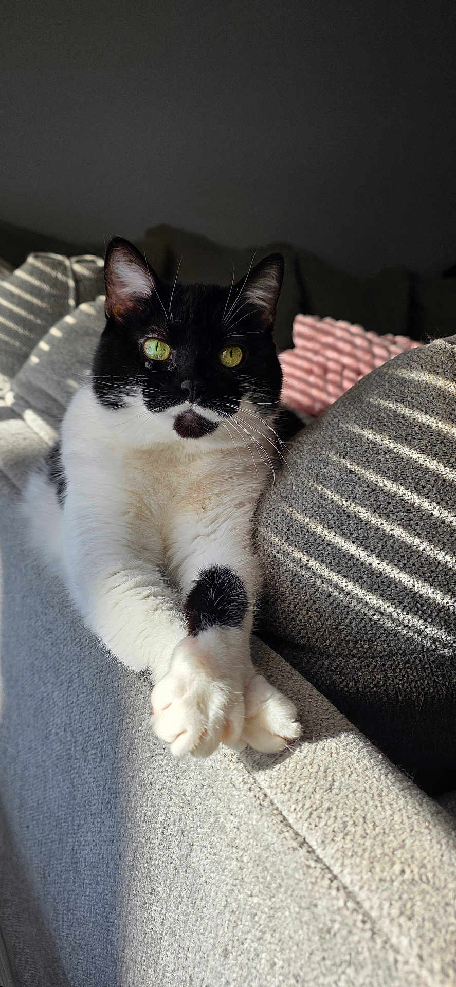 Loverbug joined the competition — help win amazing prizes! cat, tuxedo_cat, pet, indoor, couch, cushion, sunlight, paws, whiskers, green_eyes, cozy, portrait, looking_at_camera, furniture, knit_blanket, shadow, close_up, fur, ears, relaxing