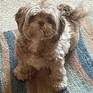 Chewy is registered to the contest to win money with this photo: dog, pet, fluffy, cute, indoor, carpet, striped_rug, brown, beige, small_dog, fur, animal, companion, looking_up, friendly, domestic, cute_pet, laying_down, cozy, curious