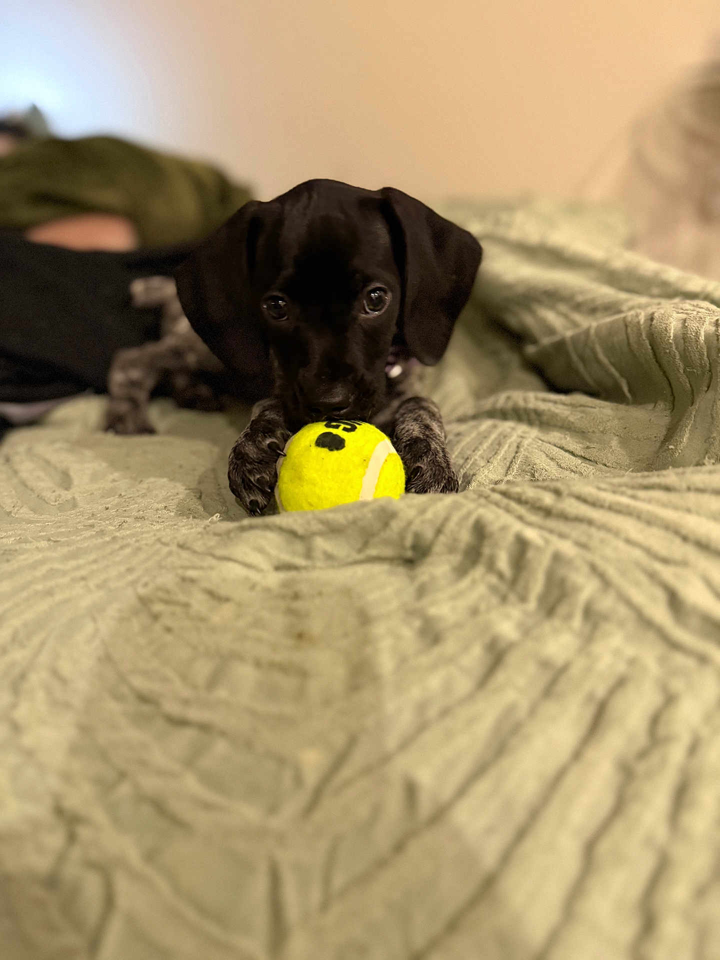 Nala Victoria is registered to the contest to win money with this photo: puppy, dog, tennis_ball, blanket, indoor, pet, cute, playful, black_dog, close_up, animal, young_dog, soft_texture, comfort, toy, lying_down, fur, bed, canine, friendly