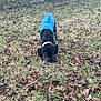 animal, autumn, black_dog, blue_jacket, canine, collar, curious, daylight, dog, fall, field, grass, leaves, nature, outdoor, pet, plaid, sniffing, walking, yard