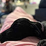 Nala Victoria is registered to the contest to win money with this photo: dog, sleeping, black_dog, close_up, blanket, indoor, nap, resting, soft_focus, blurred_background, pet, animal, cozy, relaxation, fur, canine, comfort, domestic_animal, quiet, peaceful