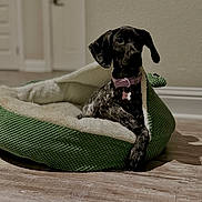 Nala Victoria joined the competition — help win amazing prizes! dog, pet_bed, indoor, floor, wood_floor, cozy, black_dog, speckled_dog, collar, purple_collar, paw, curious, relaxed, knitted_bed, green_bed, white_bed, home, animal, cute, companion